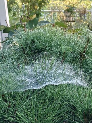 새창고개님의 기타작물 · 영농일지 작성글 사진