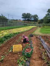 팜모닝 고구마·영농일지 게시글 이미지