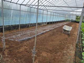 제주농부님의 마늘 · 영농일지 작성글 사진