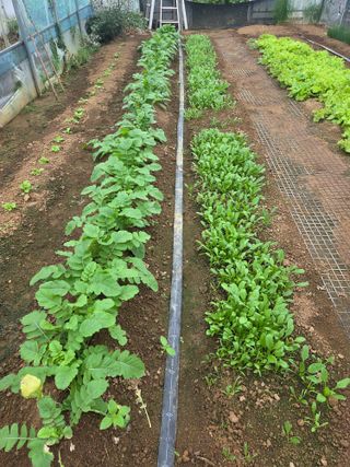 제주농부님의 마늘 · 영농일지 작성글 사진