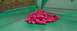 상추22033님의 기타작물 · 영농일지 작성글 사진