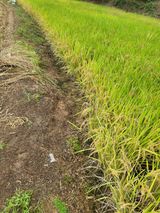 팜모닝 기타작물·영농일지 게시글 이미지