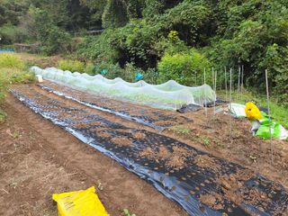 조희빈님의 마늘 · 영농일지 작성글 사진