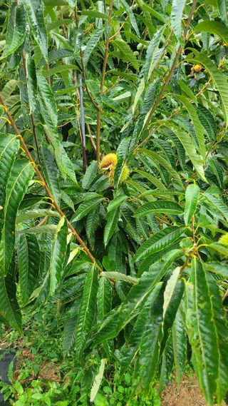 화양초보님의 기타작물 · 영농일지 작성글 사진