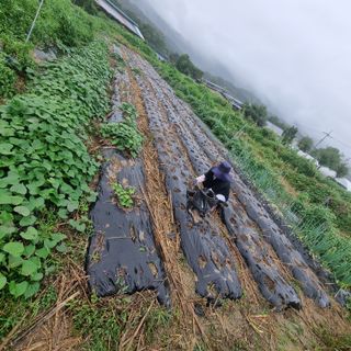초록하늘별님의 마늘 · 영농일지 작성글 사진