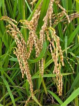 팜모닝 벼·영농일지 게시글 이미지