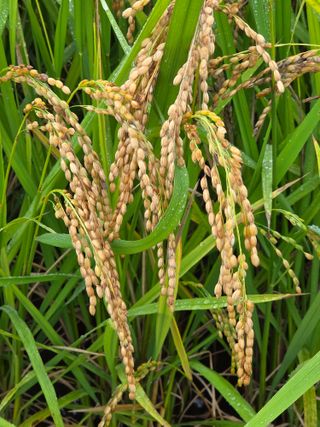 병섭님의 벼 · 영농일지 작성글 사진