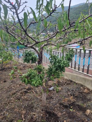 김용대님의 기타작물 · 영농일지 작성글 사진