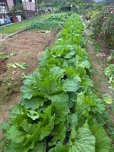 팜모닝 배추·영농일지 게시글 이미지