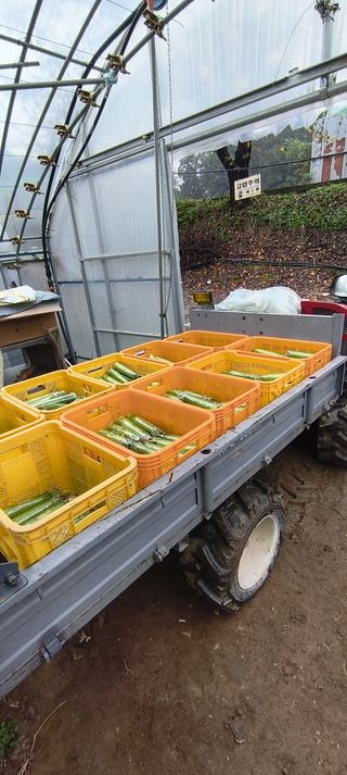 블루베리25247님의 호박 · 영농일지 작성글 사진