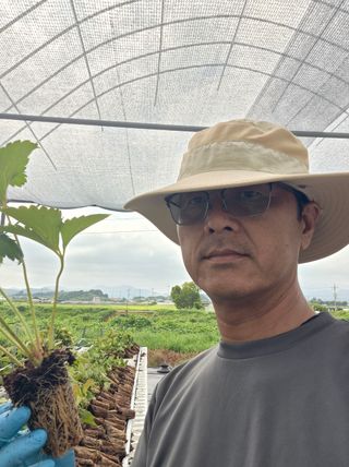 안병찬님의 딸기 · 영농일지 작성글 사진