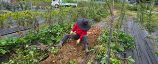 상추22033님의 기타작물 · 영농일지 작성글 사진