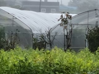 백석읍오산3리조남범님의 복숭아 · 영농일지 작성글 사진