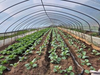 초보농사꾼님의 배추 · 영농일지 작성글 사진