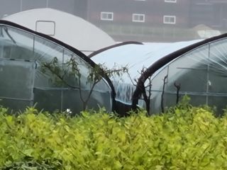 백석읍오산3리조남범님의 복숭아 · 영농일지 작성글 사진