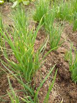 팜모닝 파·영농일지 게시글 이미지