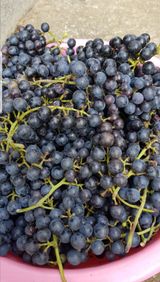 팜모닝 포도·영농일지 게시글 이미지