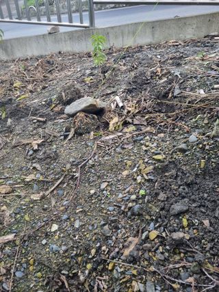 김용대님의 기타작물 · 영농일지 작성글 사진