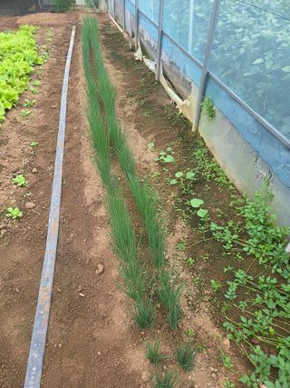 제주농부님의 마늘 · 영농일지 작성글 사진