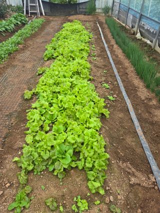 제주농부님의 마늘 · 영농일지 작성글 사진