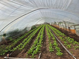 초보농사꾼님의 배추 · 영농일지 작성글 사진