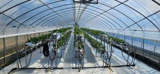 백암제이하우스님의 딸기 · 영농일지 작성글 사진