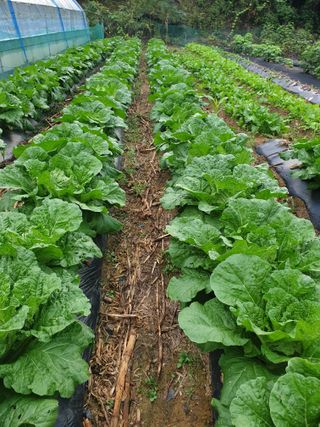 샤이니바다님의 기타작물 · 영농일지 작성글 사진