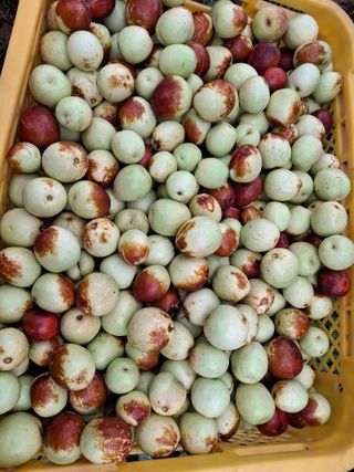 헤이쥬회원님의 기타작물 · 영농일지 작성글 사진