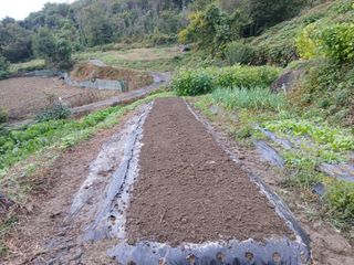 한골머스마님의 마늘 · 영농일지 작성글 사진