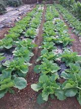 팜모닝 매실·영농일지 게시글 이미지