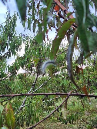 박병한님의 복숭아 · 영농일지 작성글 사진