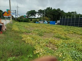 홍순오님의 들깨 · 영농일지 작성글 사진