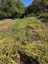 팜모닝 기타작물·영농일지 게시글 이미지