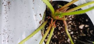 백암제이하우스님의 딸기 · 영농일지 작성글 사진