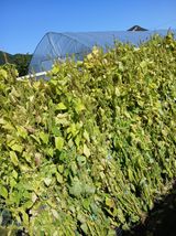 팜모닝 들깨·영농일지 게시글 이미지