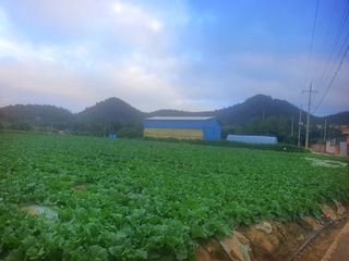오이8898황산면님의 배추 · 영농일지 작성글 사진