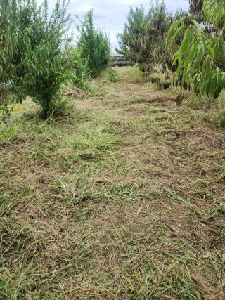 박병한님의 복숭아 · 영농일지 작성글 사진