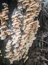 팜모닝 기타작물·영농일지 게시글 이미지