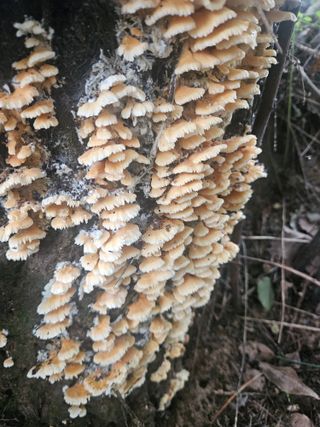 김형선님의 기타작물 · 영농일지 작성글 사진