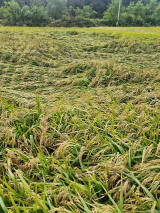윤길정님의 기타작물 · 영농일지 작성글 사진
