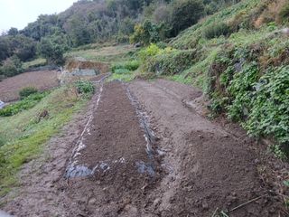 한골머스마님의 마늘 · 영농일지 작성글 사진