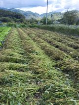 팜모닝 들깨·영농일지 게시글 이미지