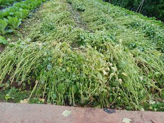 홍순오님의 들깨 · 영농일지 작성글 사진