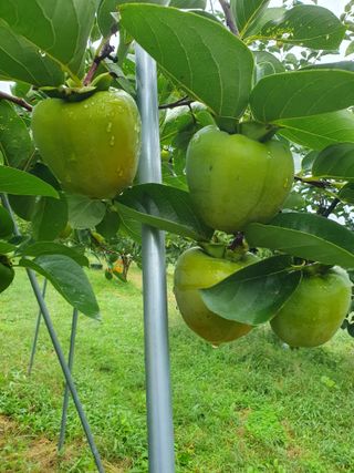 서선옥님의 감 · 영농일지 작성글 사진