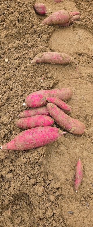 상추22033님의 기타작물 · 영농일지 작성글 사진