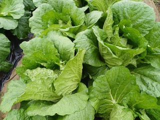 신 난다님의 배추 · 영농일지 작성글 사진