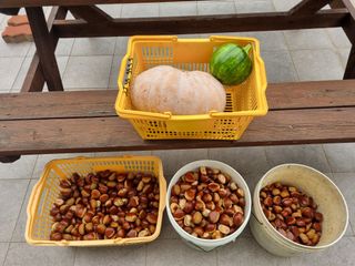 양영모님의 기타작물 · 영농일지 작성글 사진