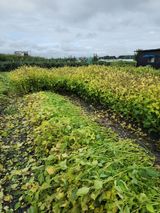 팜모닝 들깨·영농일지 게시글 이미지