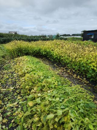 조정구님의 들깨 · 영농일지 작성글 사진