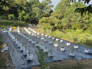 열정님의 블루베리 · 영농일지 작성글 사진